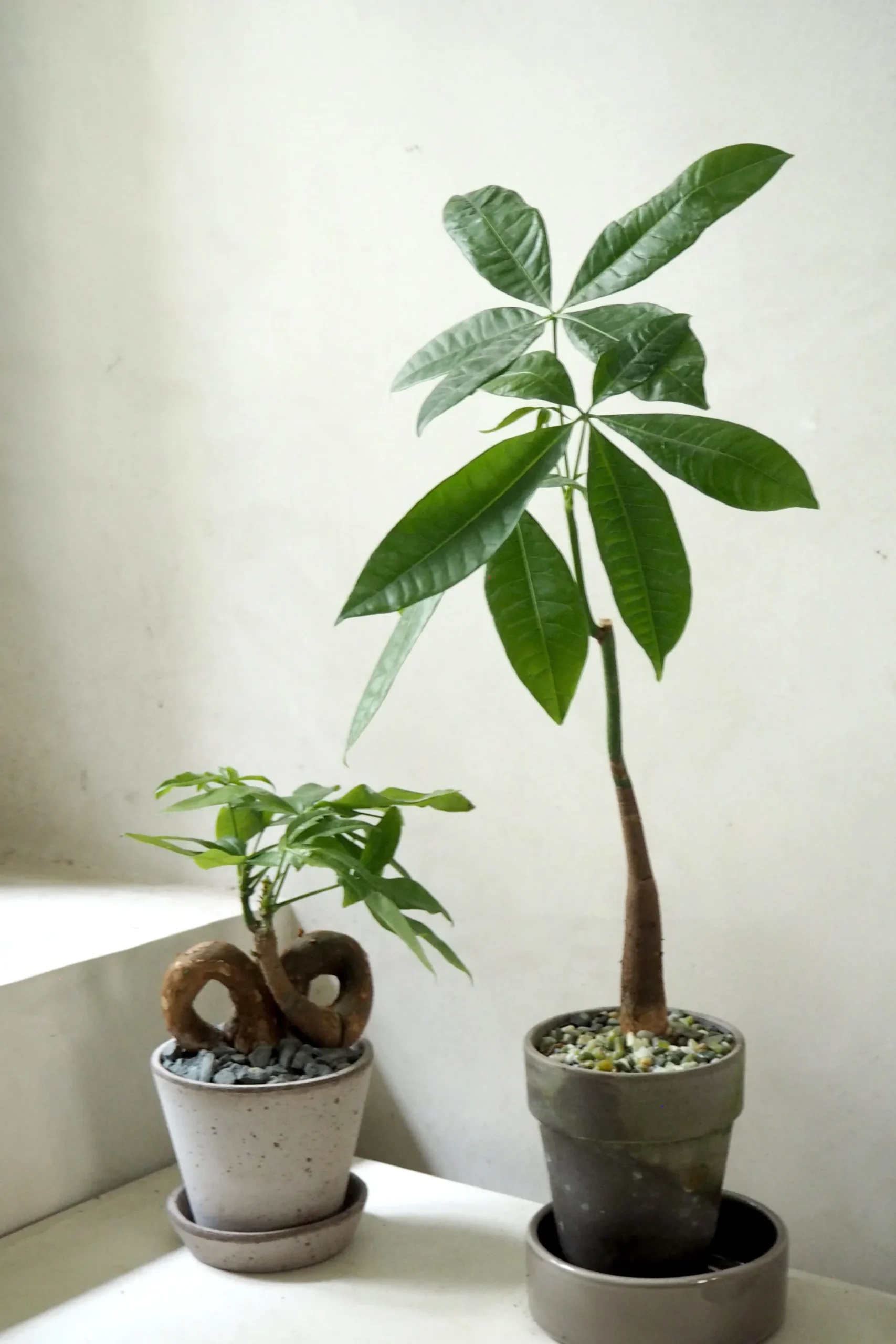 Lykkekastanje Japandi