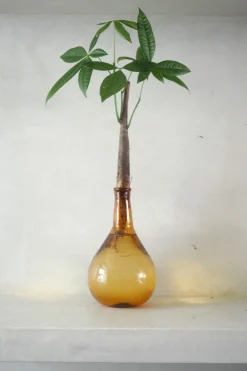 Lykkekastanje Japandi i glas