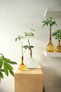 Lykkekastanje Japandi i glas