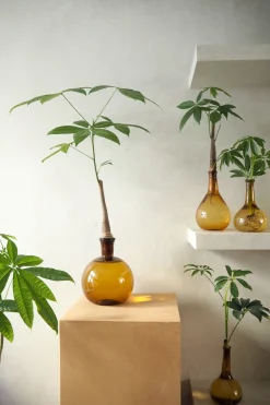 Lykkekastanje Japandi i glas