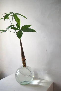 Lykkekastanje Japandi i glas, stor