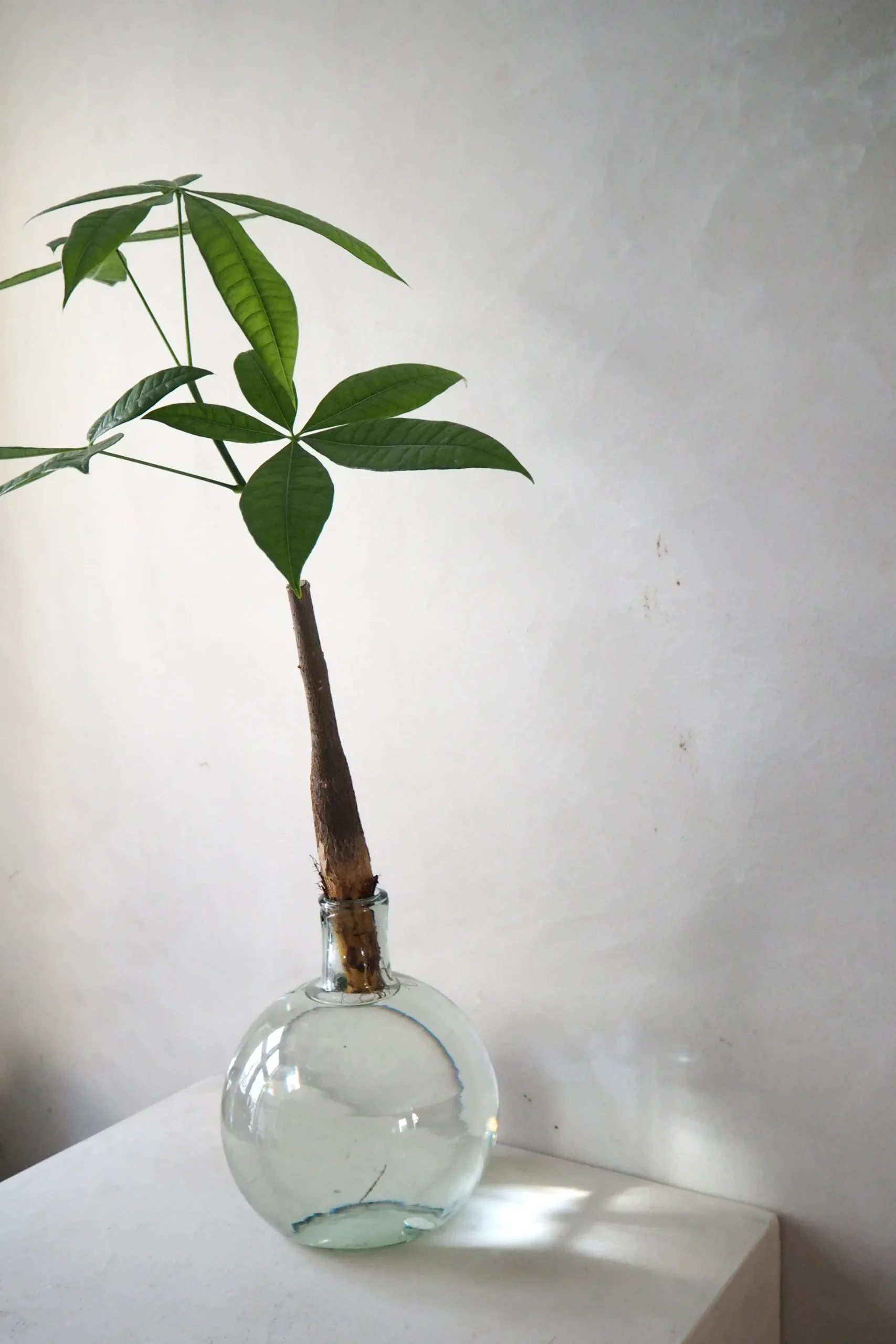 Lykkekastanje Japandi i glas, stor