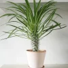 Madagaskar Palme, stor