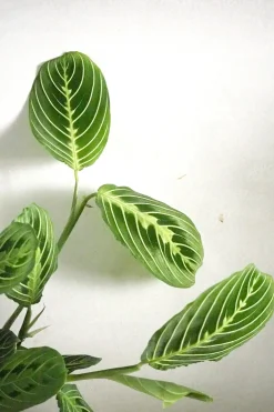 Maranta lemon lime