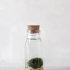 Marimo Moskugle i flaske