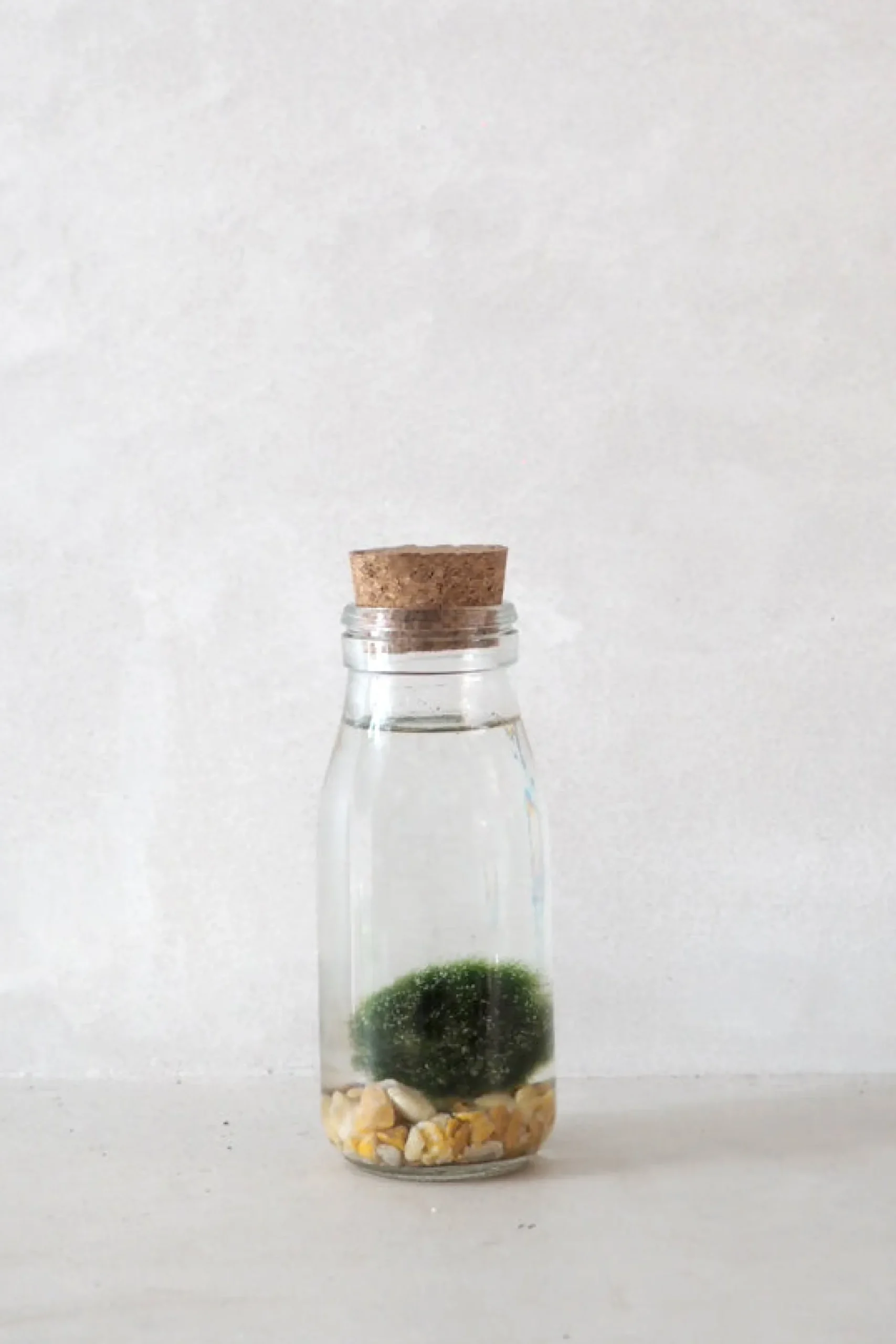Marimo Moskugle i flaske