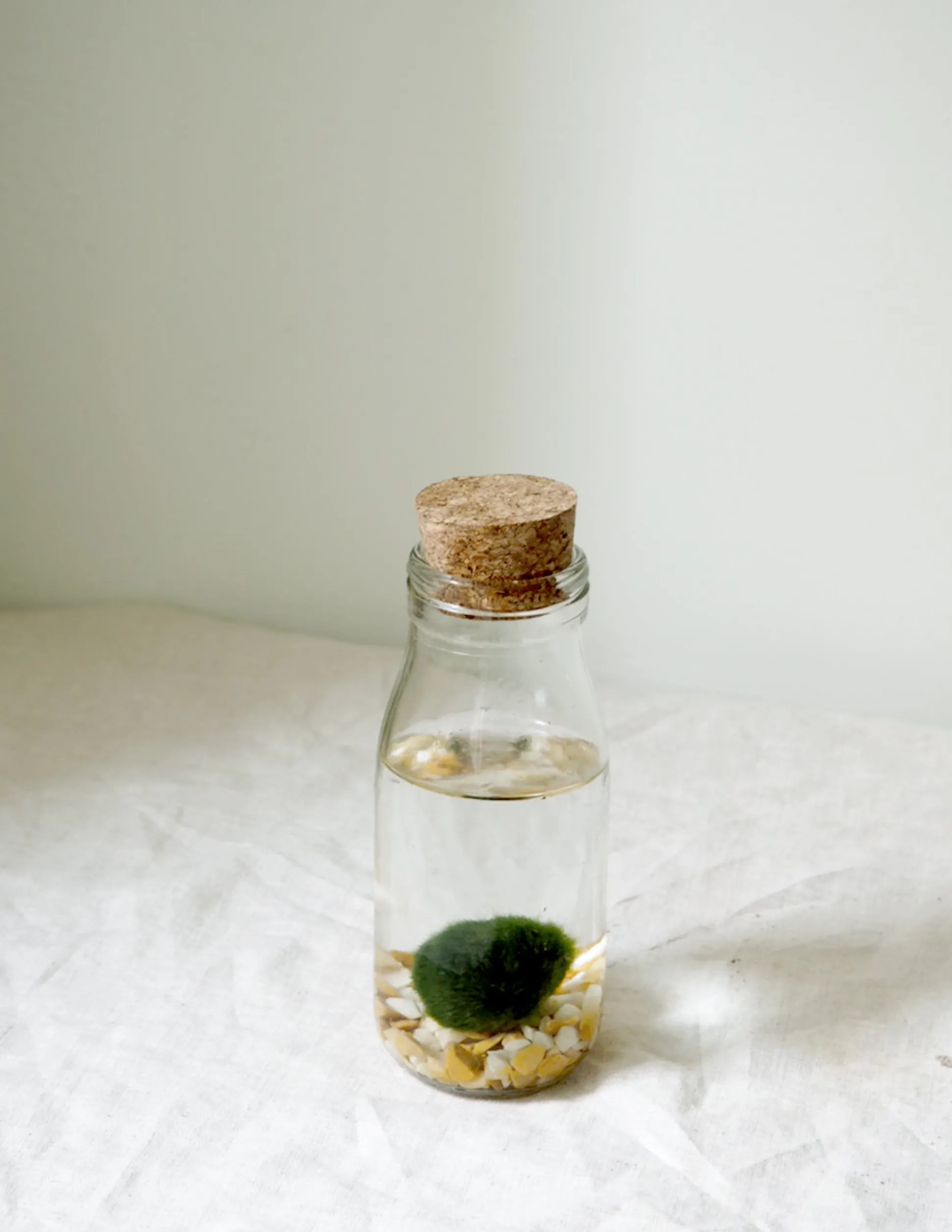 Marimo Moskugle i flaske