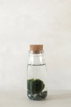 Marimo Moskugle i flaske