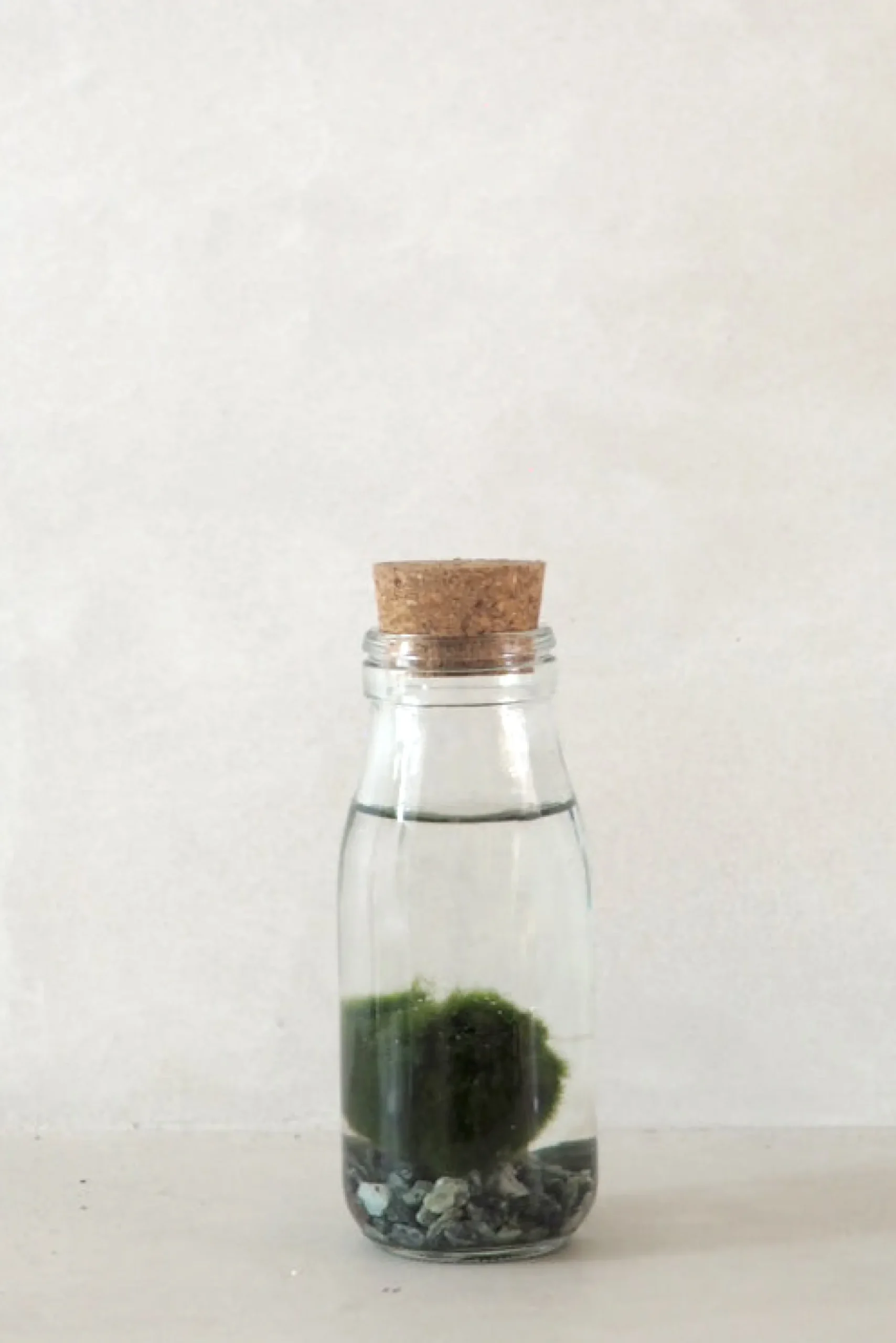 Marimo Moskugle i flaske