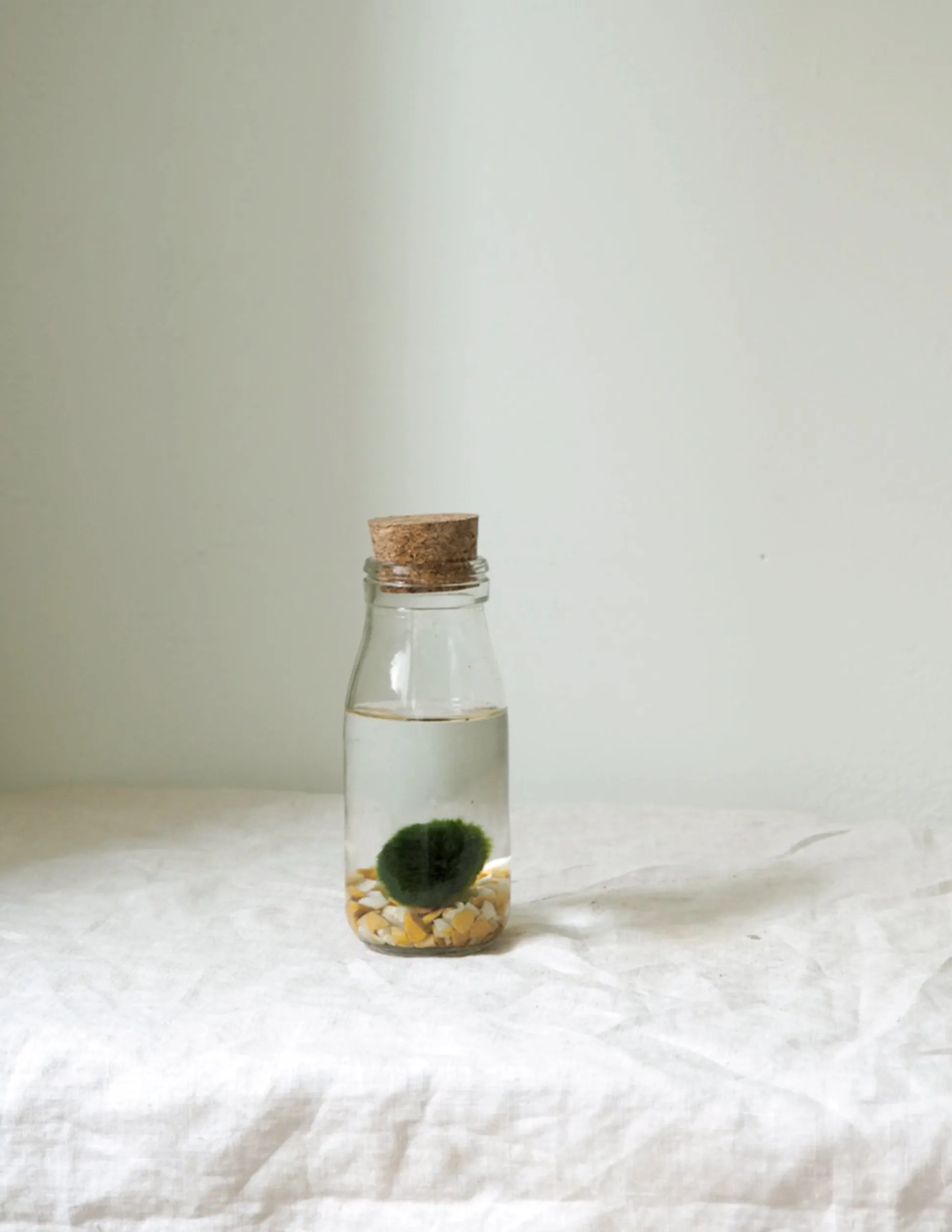 Marimo Moskugle i flaske