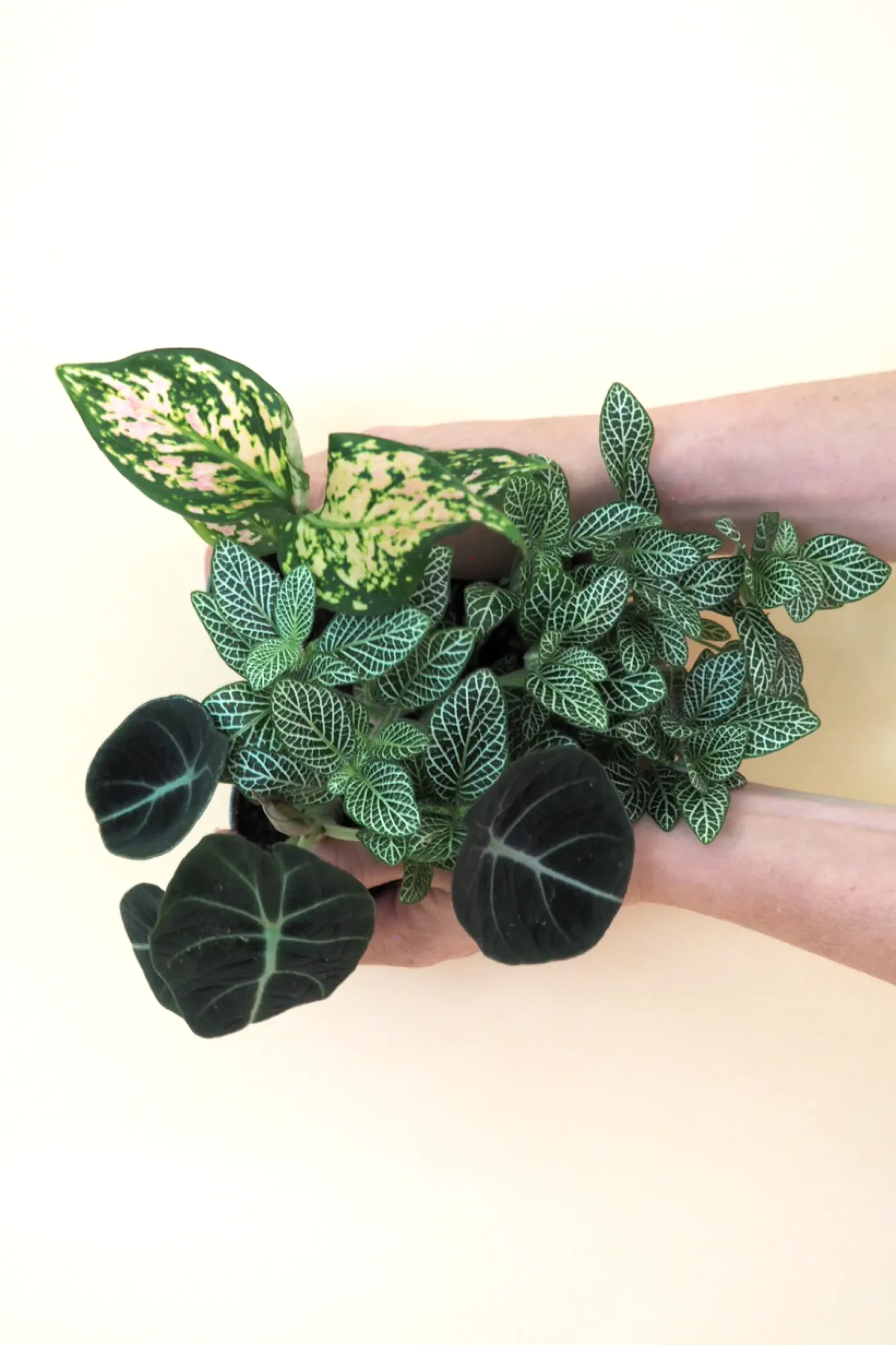 Miniplanter