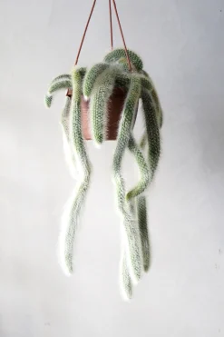 Monkey's Tail kaktus