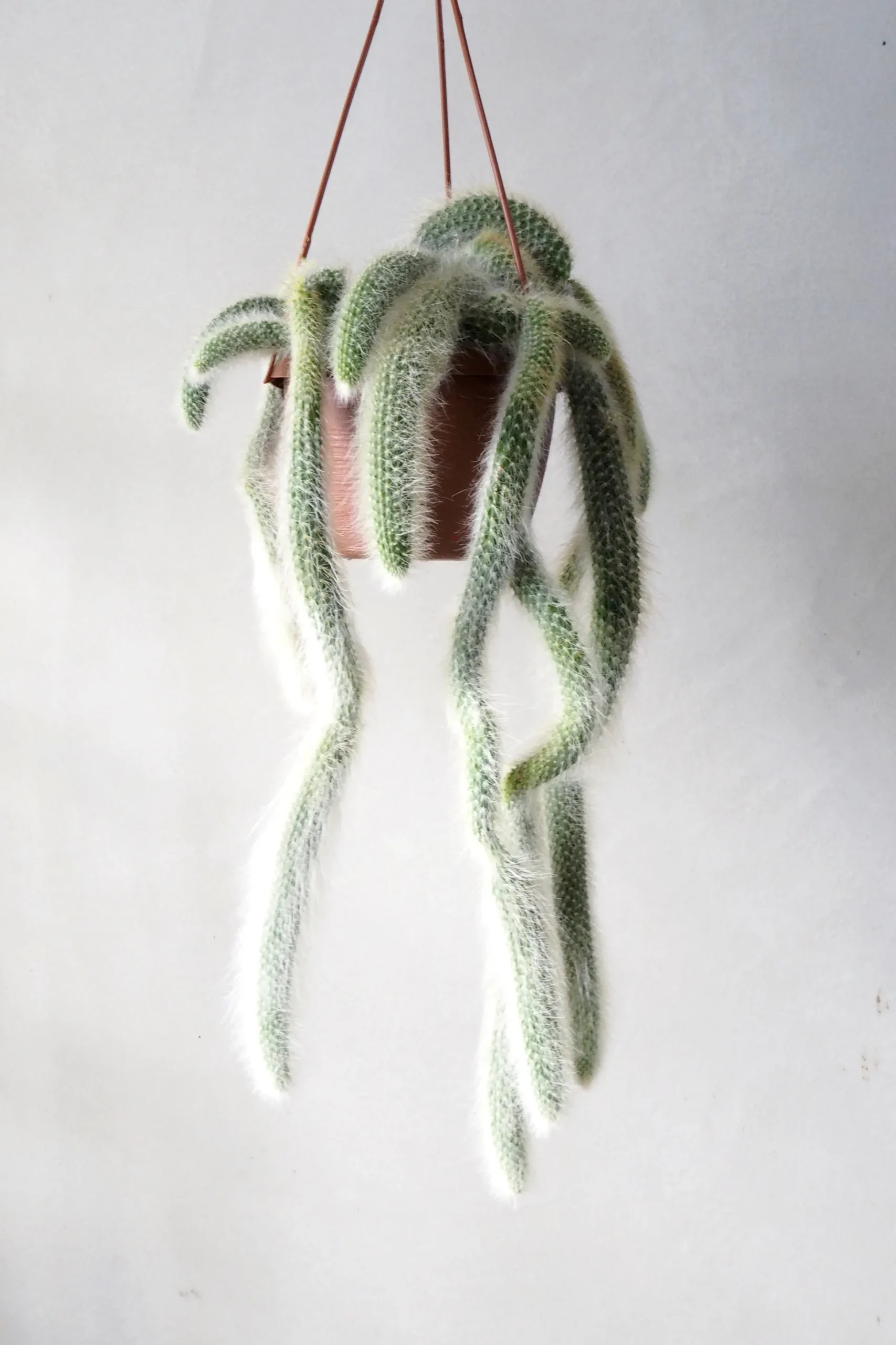 Monkey's Tail kaktus