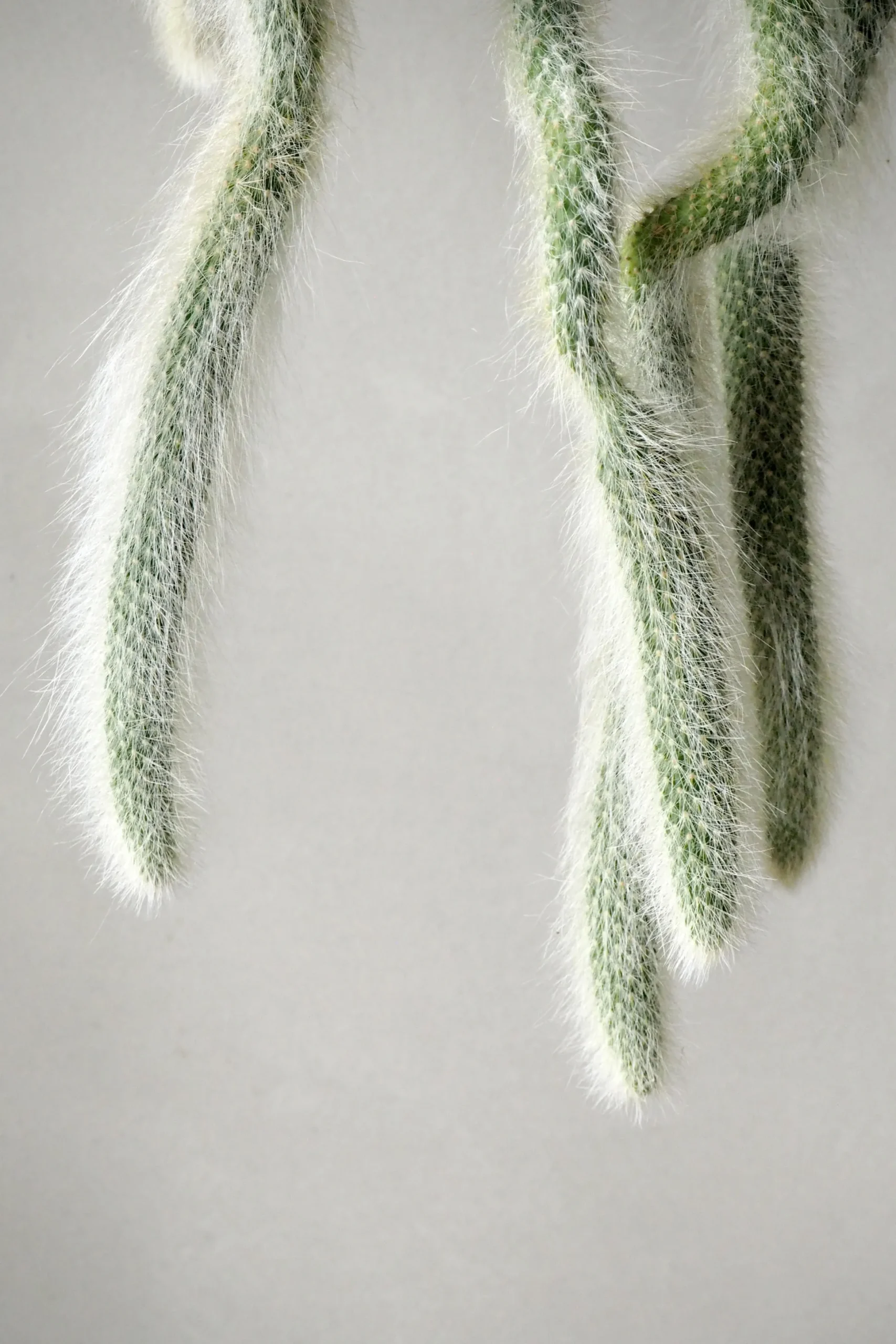 Monkey's Tail kaktus