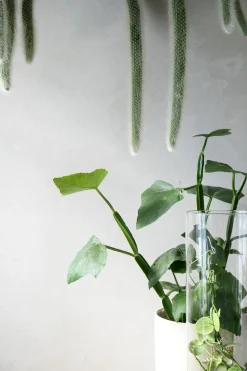 Monkey's Tail kaktus