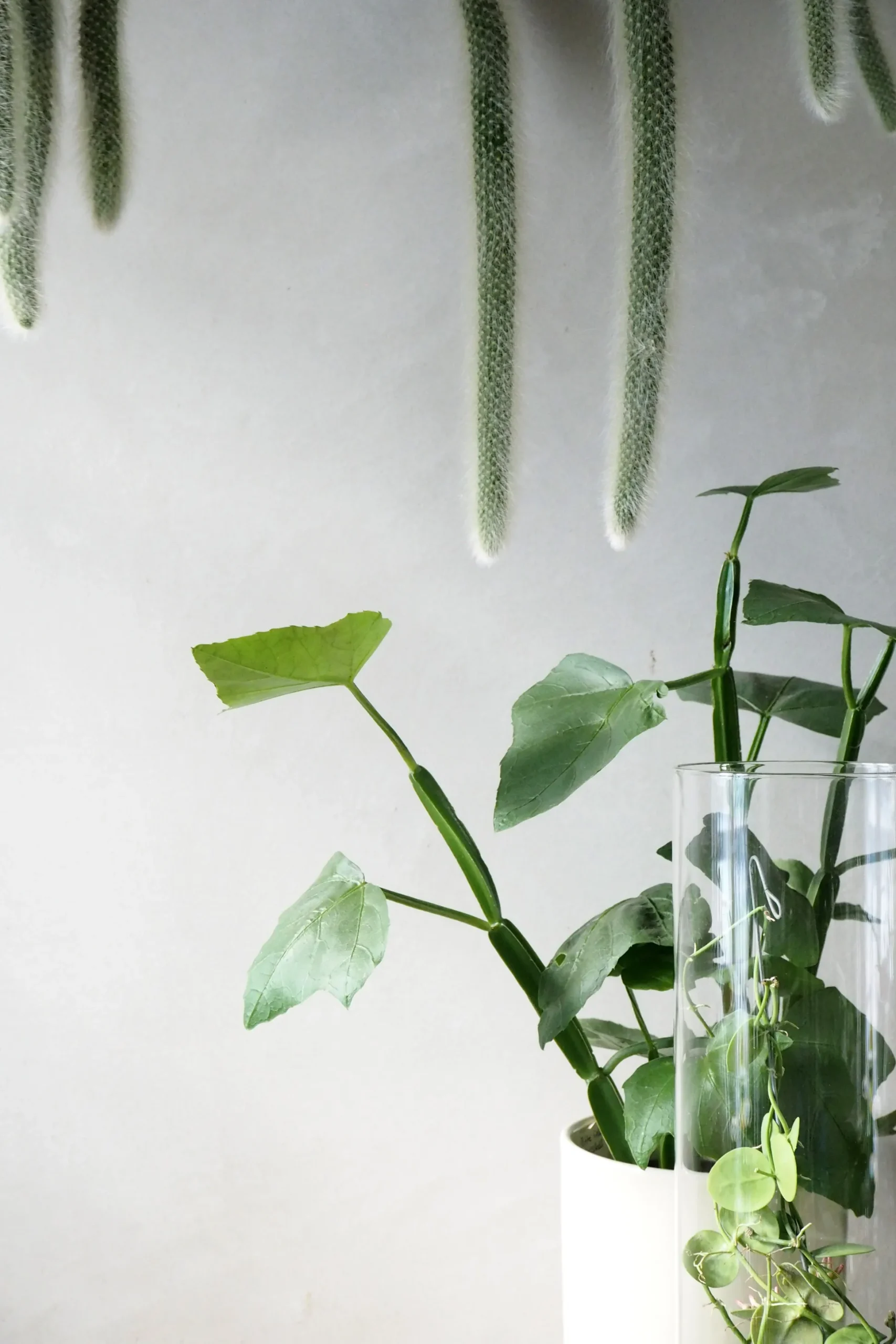 Monkey's Tail kaktus