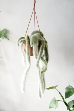 Monkey's Tail kaktus