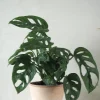 Monstera Adansonii