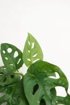 Monstera Adansonii