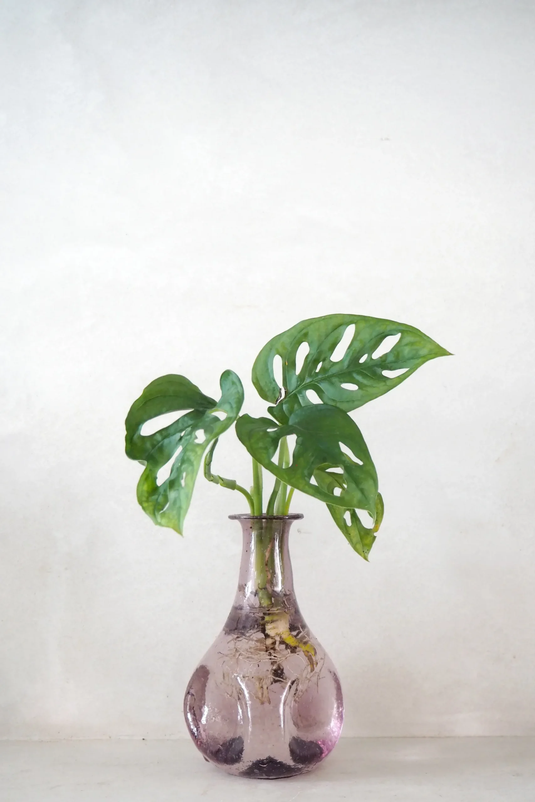 Monstera adansonii i vase, rosa
