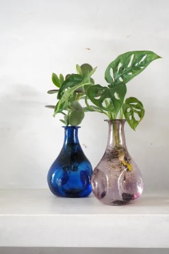 Monstera adansonii i vase, rosa