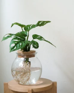 Monstera i glaskolbe