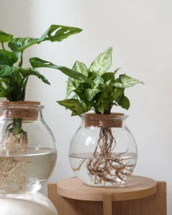 Monstera i glaskolbe