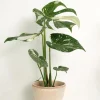 Monstera variegata 'Thai Constellation'