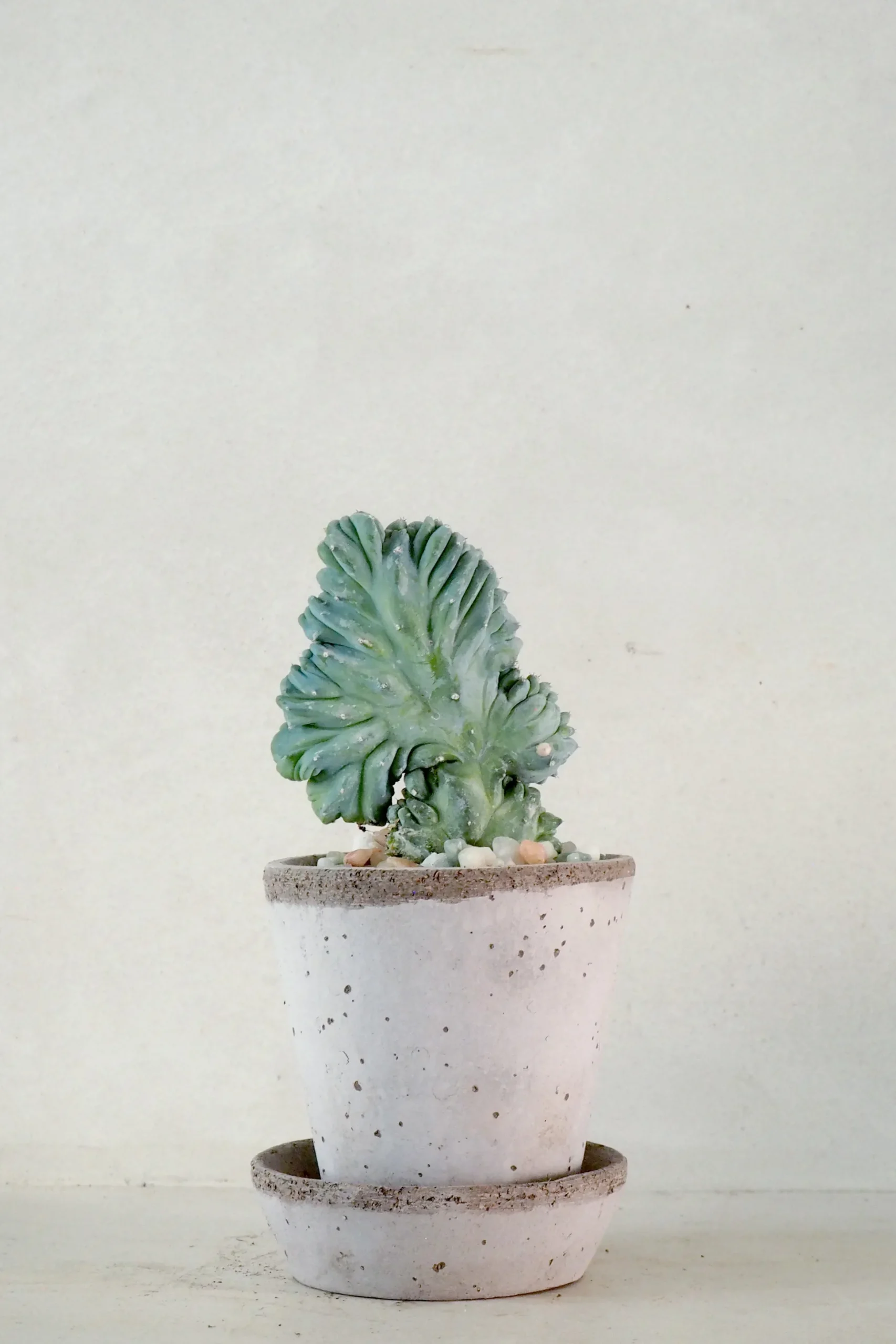 Myrtillo Geometrizans