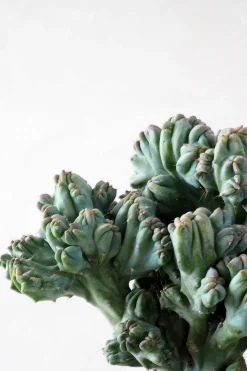 Myrtillocactus geometrizans cr. minor