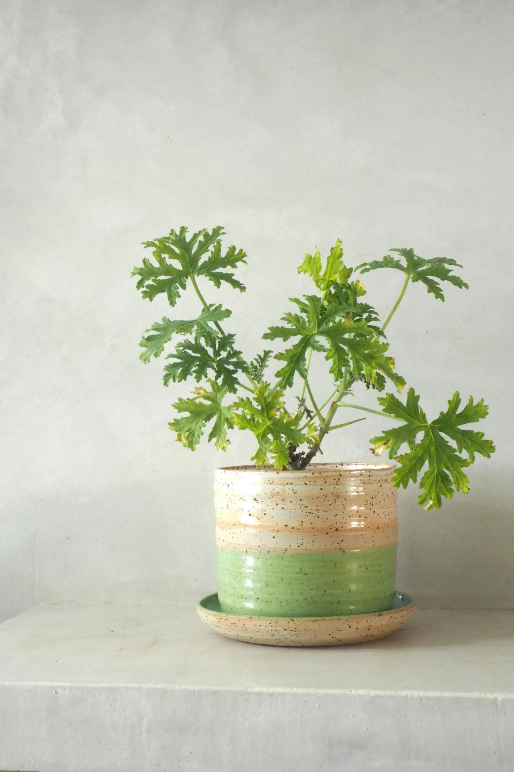 Nina Frigg stor no. 7