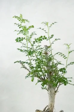 Operculicary decaryi