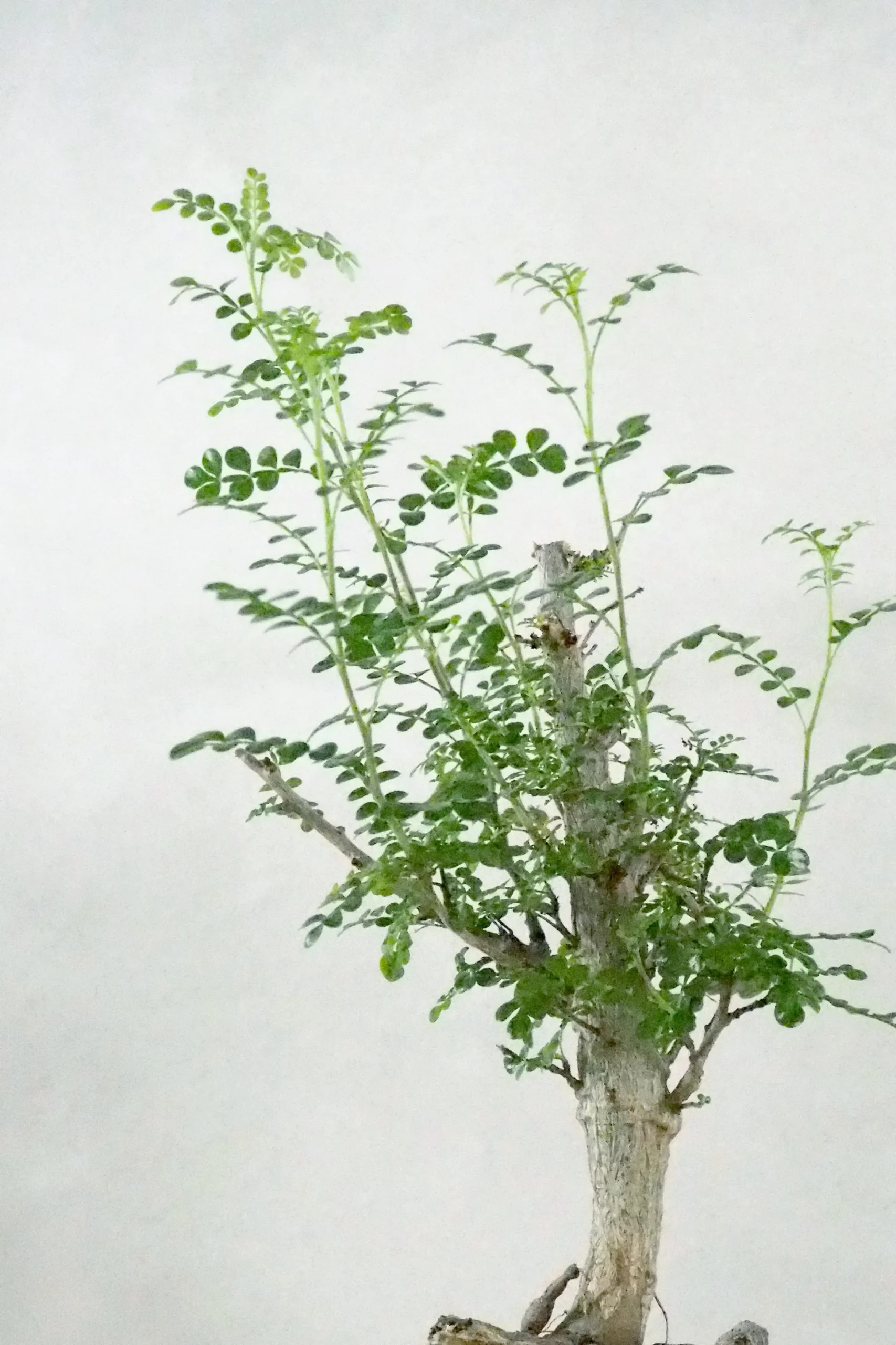 Operculicary decaryi