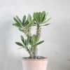 Pachypodium Horombense