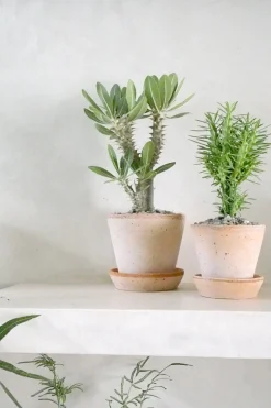 Pachypodium Horombense