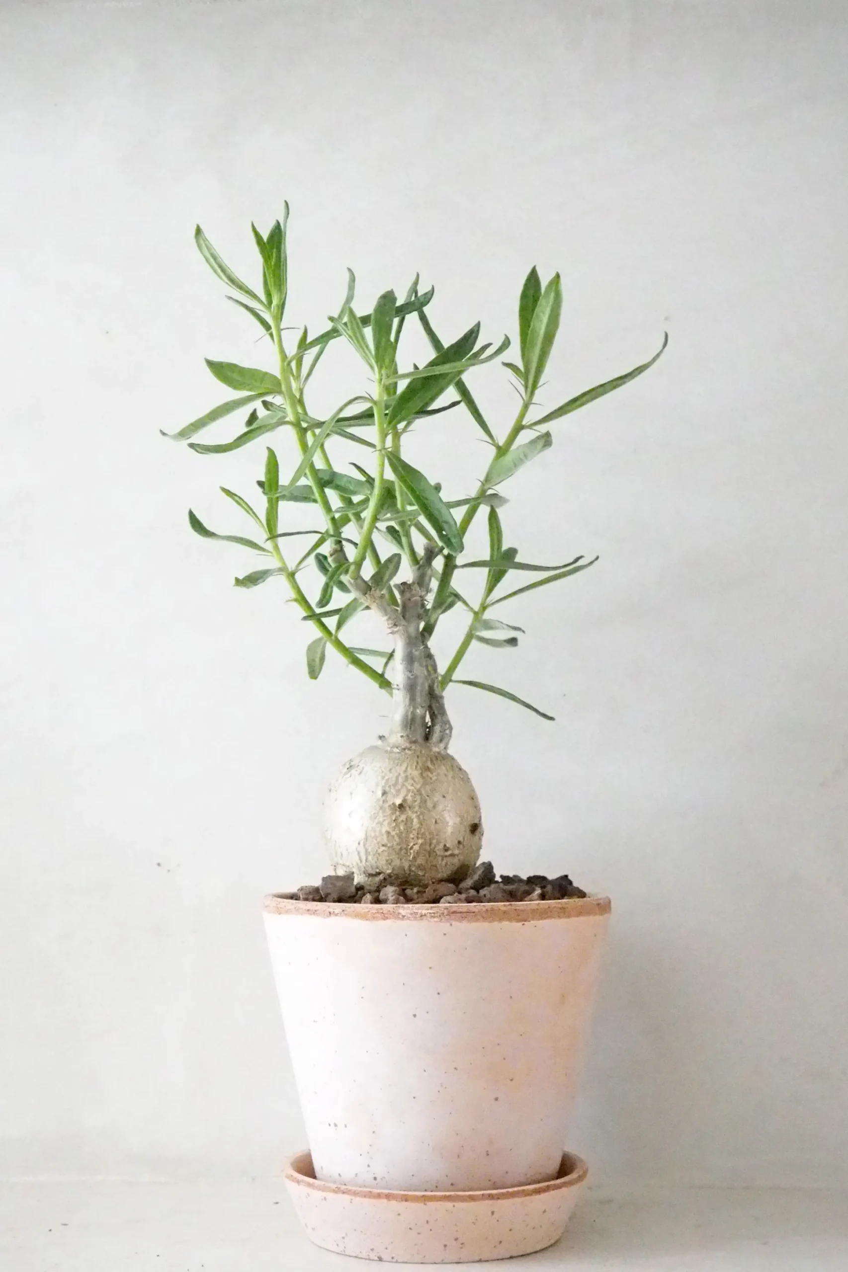 Pachypodium succulentum, stor
