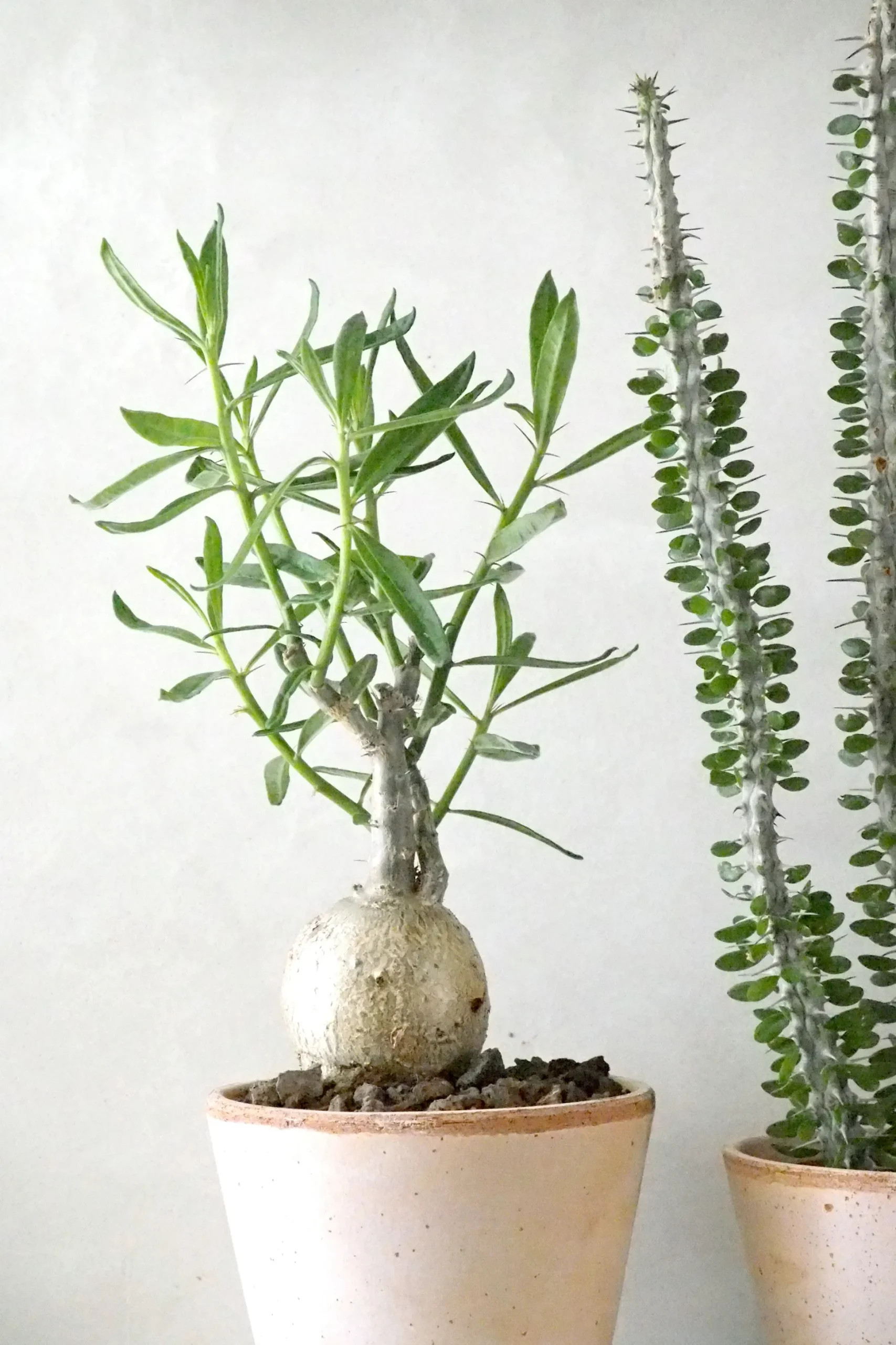 Pachypodium succulentum, stor