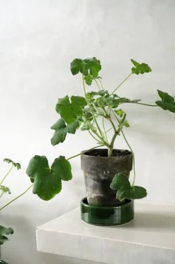 Pelargonium Tomantose