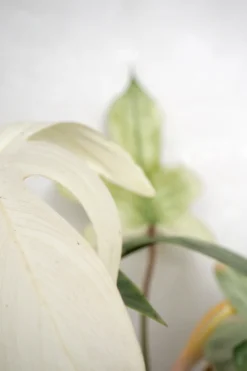 Philodendron Florida Ghost