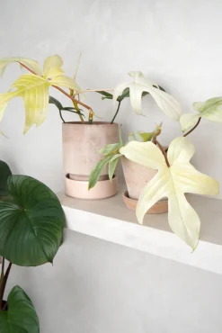 Philodendron Florida Ghost