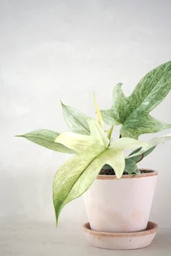 Philodendron Florida Ghost