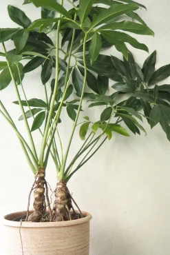 Philodendron Fun Bun