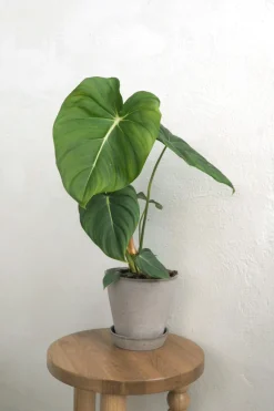 Philodendron Gloriosum