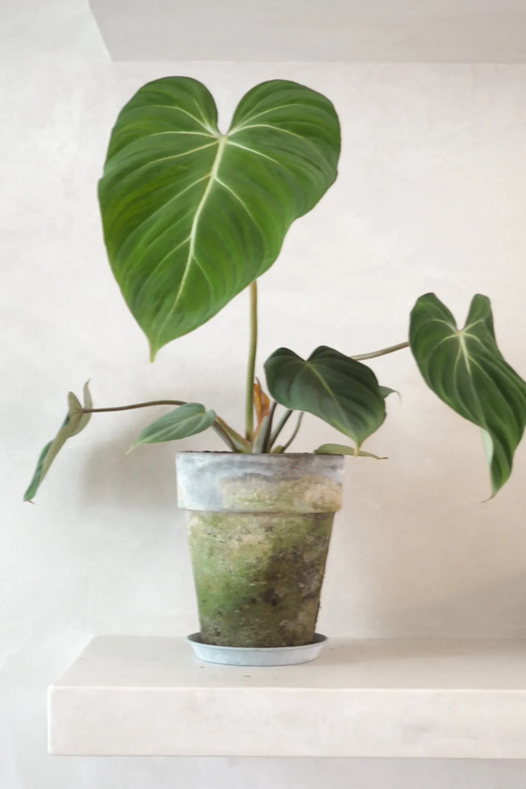 Philodendron Gloriosum