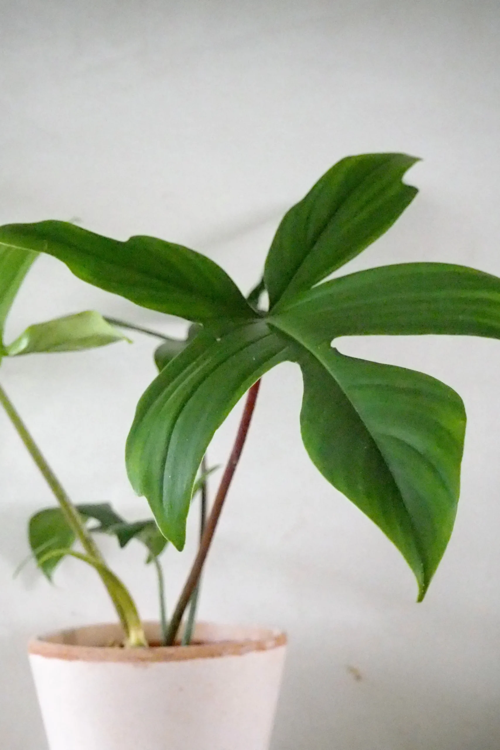Philodendron Green Florida