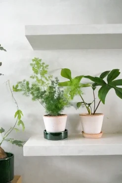 Philodendron Green Florida