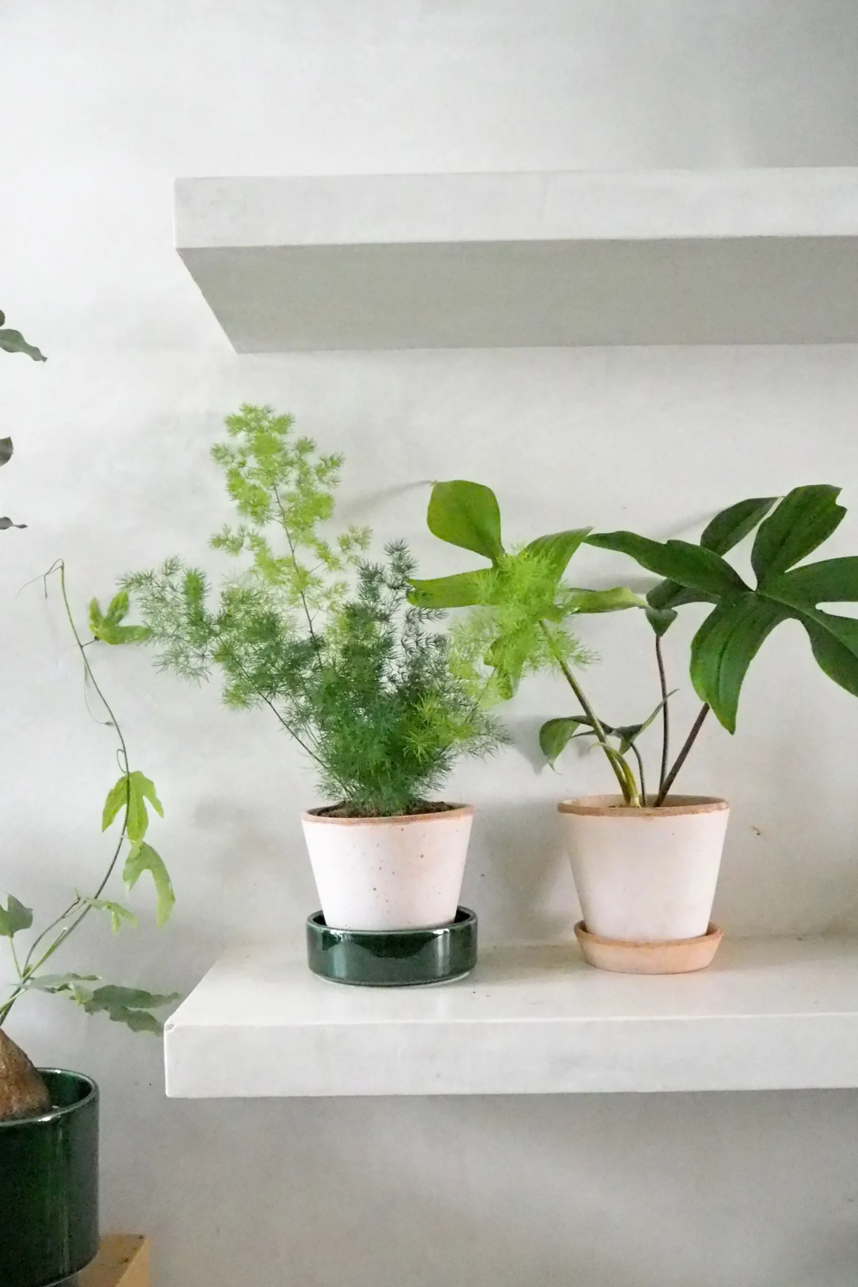 Philodendron Green Florida