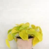 Philodendron Lemon lime