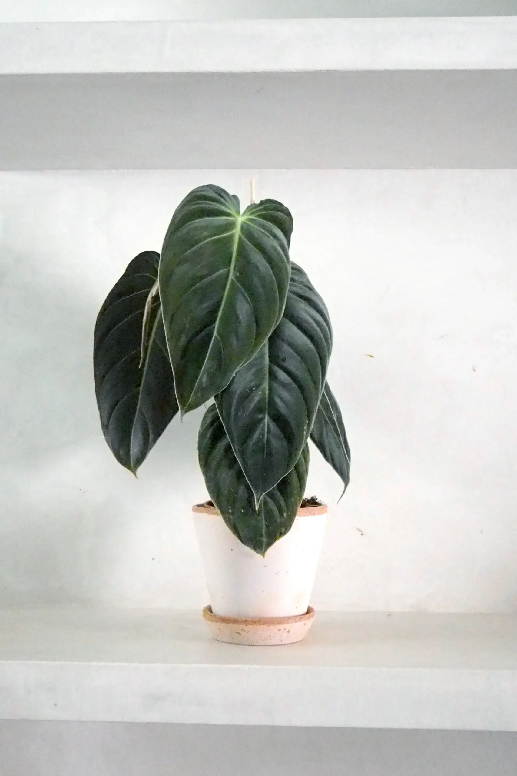 Philodendron Melanochrysum