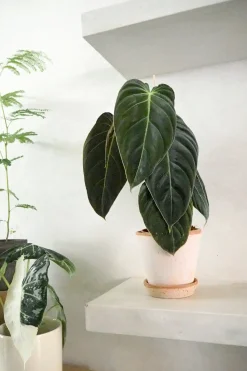 Philodendron Melanochrysum